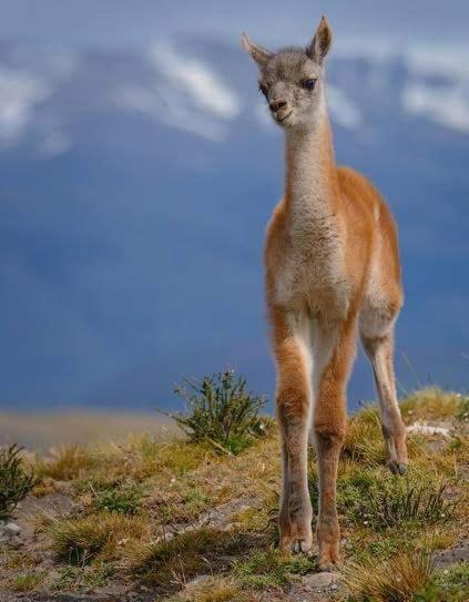 Turismo Fortaleza Patagonia بويرتو ناتالز المظهر الخارجي الصورة